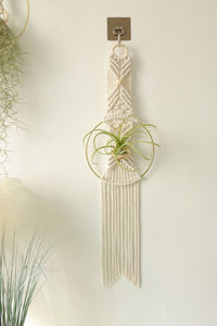 Macrame Air Plant holder, Stylish Bohemia air plant display hanger,Boho wall hanging home decor