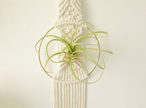 Macrame Air Plant holder, Stylish Bohemia air plant display hanger,Boho wall hanging home decor