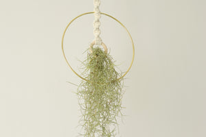 Macrame Air Plant holder, Stylish Bohemia air plant display hanger,Boho wall hanging home decor